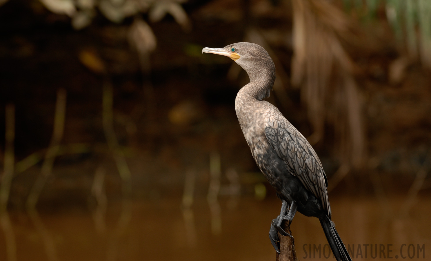 Phalacrocorax brasilianus mexicanus [260 mm, 1/180 Sek. bei f / 5.0, ISO 200]